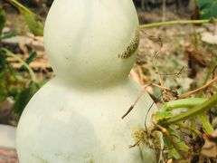 -马陆小张葡萄园农家乐