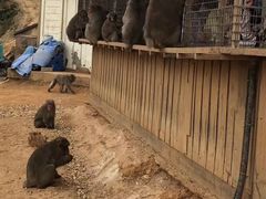 -岚山猴子公园