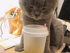 -浣熊柯尔鸭土拨鼠·电玩咖