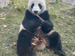 -武汉动物园