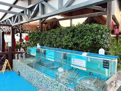 -渔家火锅·海鲜自助餐·演艺(亚龙湾天域酒店)