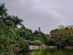 -金花茶公园