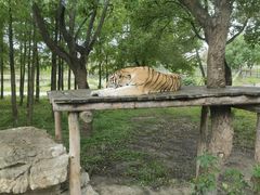 -上海野生动物园老虎餐厅