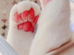 -飞行喵MR PILOT|猫舍·猫咖(静安大融城店)