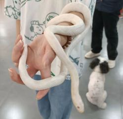 -Moni星球萌宠·小马宝莉·灵蛇·高端高阶全萌宠互动体验俱乐部(红豆国际广场店)