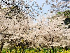 场地-东湖磨山景区樱花园-停车场