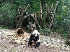 景点-成都大熊猫繁育研究基地