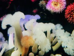 -瑞普利水族馆
