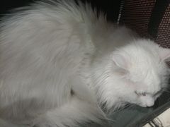 -纳吉亚猫专科动物诊疗中心(蒋宅口分院)