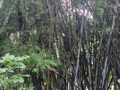 -天鹿湖森林公园