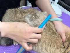 -中农国际动物医院24小时·猫科·骨科·急重症中心