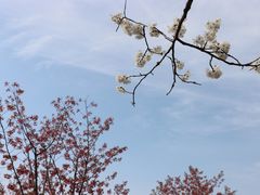 -顾村公园