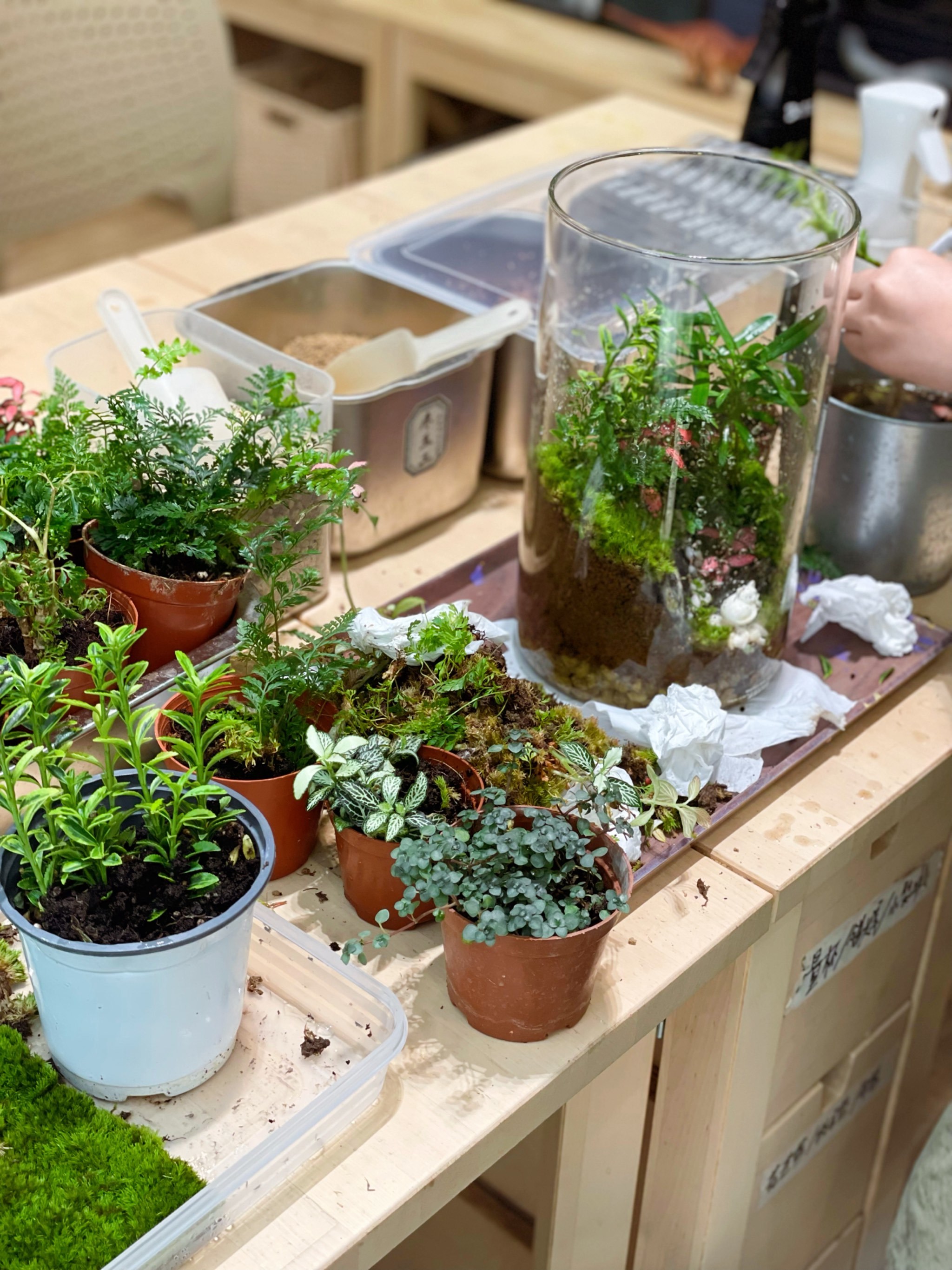 创意盆栽小世界