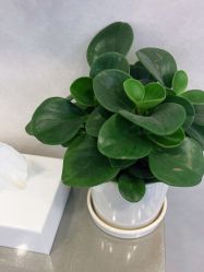 -木北造型
