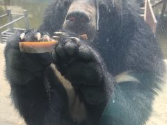 -栾川竹海野生动物园