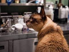 -飞行喵MR PILOT|猫舍·猫咖(静安大融城店)