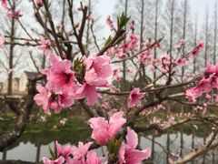 -南汇桃花村