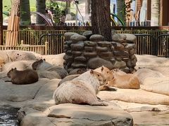 -北京野生动物园