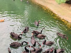 -长白岛森林公园