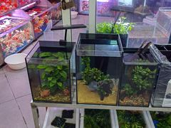 -曲阳花鸟市场(曲阳路店)