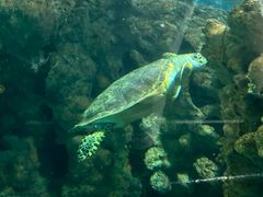 -上海海洋水族馆