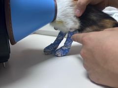 -谐和益家动物医院·免疫绝育·血液透析·宠保定点医院(高新伊藤分院)