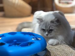 -瞄一喵猫咖(格力海岸店)