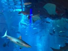 -迪拜水族馆及水下动物园
