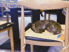 -平行世界·猫咖(首经贸店)