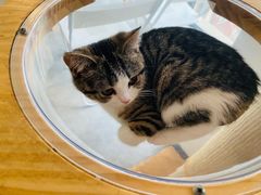 -团子家猫咪猫咖馆·柯基·柯尔鸭