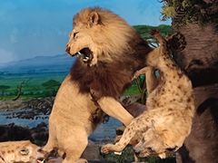 -国家自然博物馆