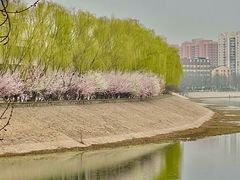 -桃花堤公园