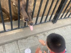 -石家庄市动物园