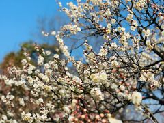 -梅花山(明孝陵内)