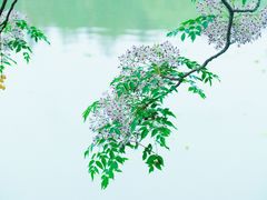 -月湖风景区