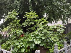 -潭柘寺景区