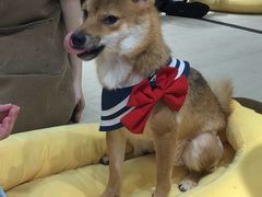 -逗柴咖啡屋·狗咖猫咖宠物桌游