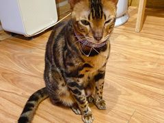-MOCHA明星猫咖(田子坊店)