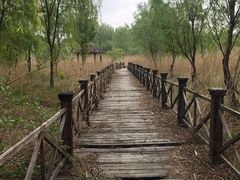 -微山湖红荷湿地景区