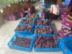 -巴城镇马料江村葡萄园