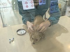 -玖佳宠物医院·泌尿·骨科·中老年病
