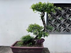 -上海醉白池公园