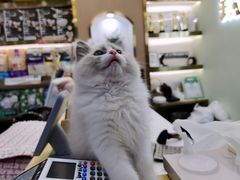 -钦宠·猫咪售卖·洗护·寄养(东圃旗舰店)