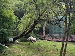 -吉林市朱雀山国家森林公园