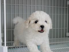 -翊宠yipet猫狗购宠庄园犬舍•猫舍