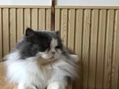 -Catmate·猫肥家润(金润铂宫店)