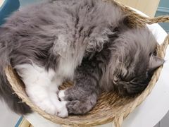 -安格丽娜·狗咖·猫咖羊驼咖(春熙路百盛商场店)