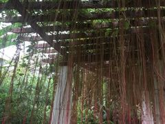 -华南国家植物园-售票处