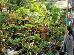 -花鸟鱼虫鲜花绿植市场(玉泉路店)