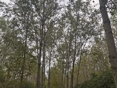 -合肥滨湖国家森林公园